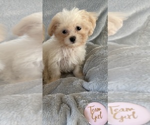 Mal-Shi Puppy for sale in CENTER HILL, FL, USA