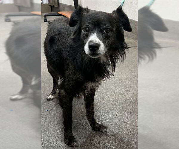 Medium Photo #1 Border Collie-Unknown Mix Puppy For Sale in Forestville, MD, USA