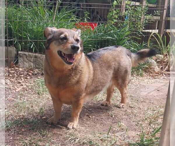 Medium Photo #8 German Shepherd Dog-Pembroke Welsh Corgi Mix Puppy For Sale in Newnan, GA, USA