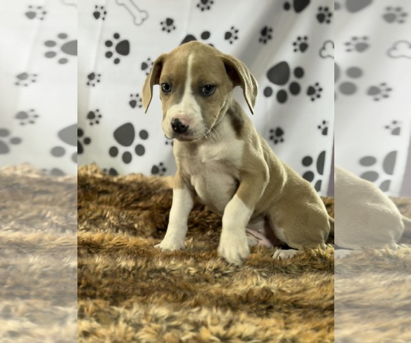 Medium Photo #4 Labrador Retriever-Unknown Mix Puppy For Sale in SHERBURNE, NY, USA