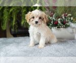 Puppy Hope Goldendoodle