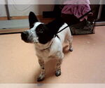 Small Mutt