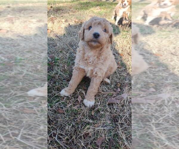 Medium Photo #12 Aussiedoodle Miniature  Puppy For Sale in NASHVILLE, TN, USA