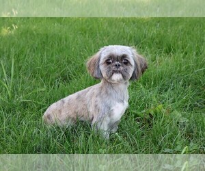 Mother of the Shih Tzu puppies born on 06/28/2026