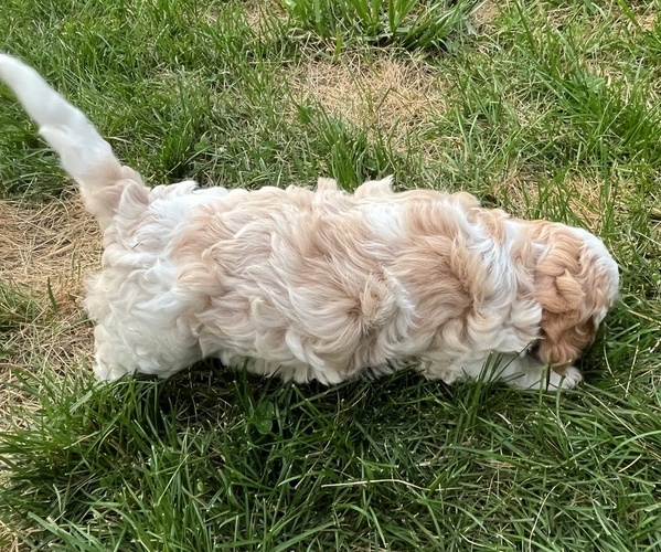 Medium Photo #4 Cavapoo Puppy For Sale in BURNSVILLE, NC, USA