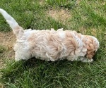 Small #3 Cavapoo