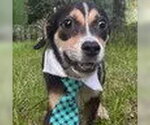 Small Beagle Mix