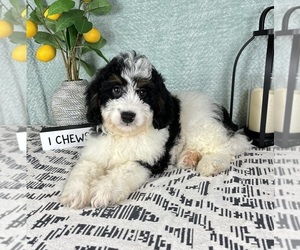 Miniature Bernedoodle Puppy for sale in FRANKLIN, IN, USA