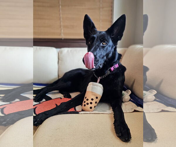 Medium Photo #6 German Shepherd Dog Puppy For Sale in Plantation, FL, USA