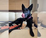 Small #5 German Shepherd Dog