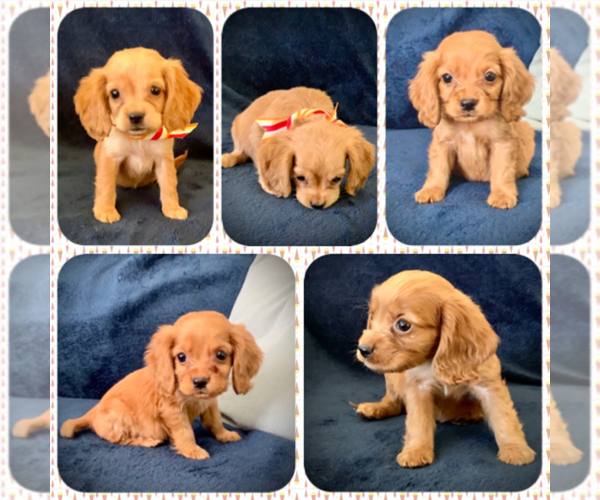 Medium Photo #1 English Cocker Spaniel Puppy For Sale in FONTANA, CA, USA