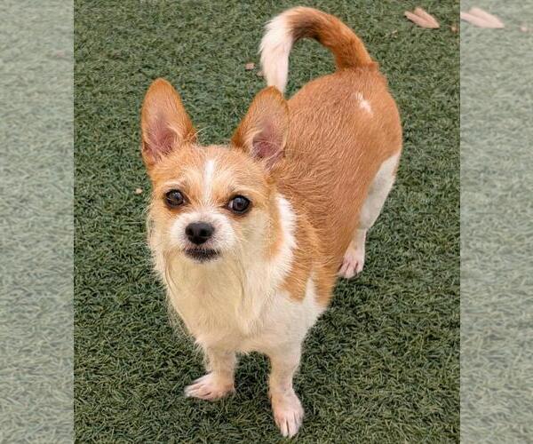 Medium Photo #1 Border Terrier-Jack Russell Terrier Mix Puppy For Sale in Rockwall, TX, USA