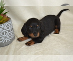 Puppy Shadow Dachshund