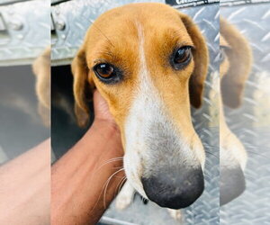 Mutt Dogs for adoption in Tarboro, NC, USA