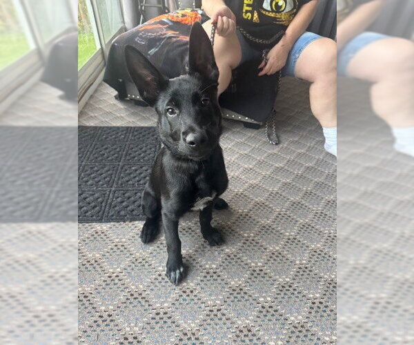Medium Photo #4 Mutt Puppy For Sale in Imlay City, MI, USA