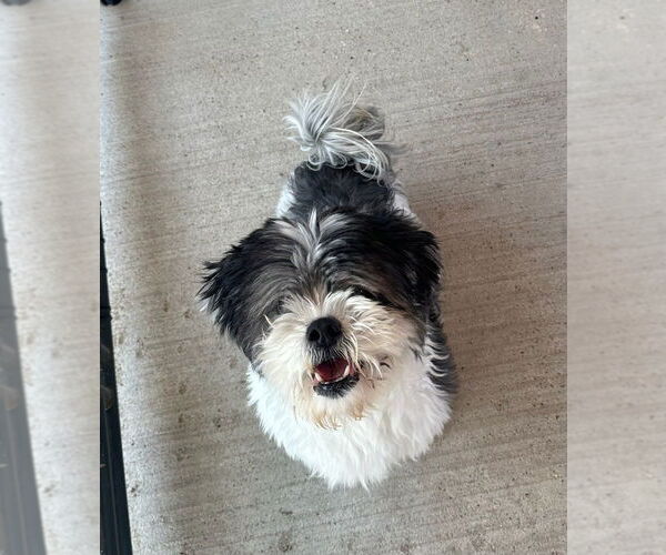 Medium Photo #1 Shih Tzu Puppy For Sale in Oak Bluffs, MA, USA