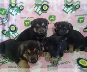 German Shepherd Dog Puppy for sale in WEEDSPORT, NY, USA
