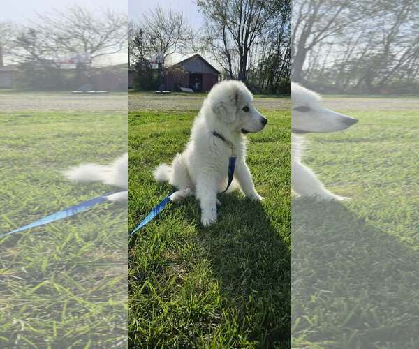 Medium Photo #4 Great Pyrenees Puppy For Sale in Croydon, NH, USA