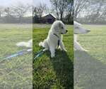 Small #3 Great Pyrenees