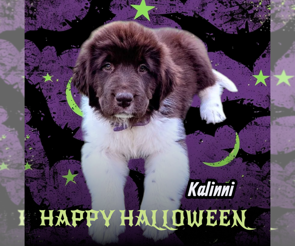 Medium Photo #1 Newfoundland Puppy For Sale in LAS VEGAS, NV, USA