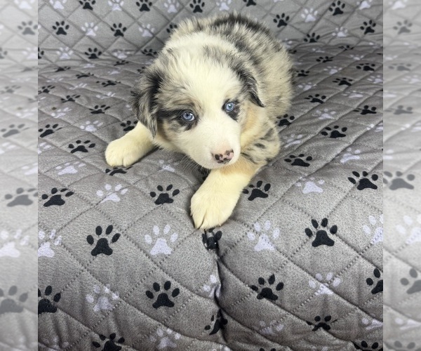 Medium Photo #85 Australian Shepherd Puppy For Sale in SALISBURY, NC, USA