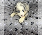 Small Photo #85 Australian Shepherd Puppy For Sale in SALISBURY, NC, USA