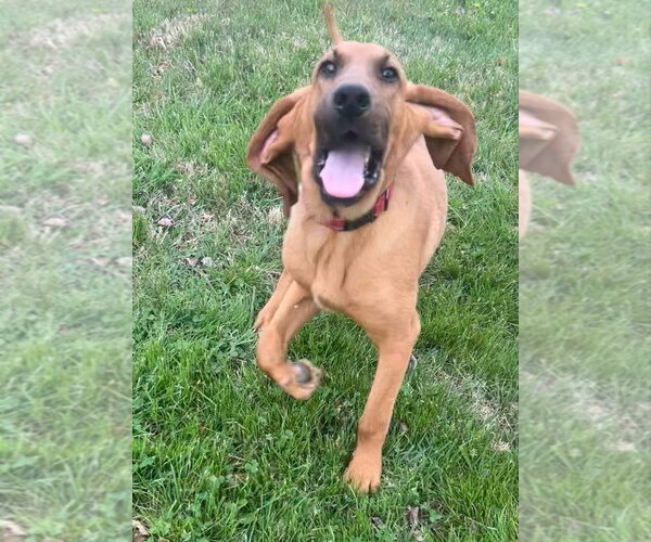 Medium Photo #1 Bloodhound-Unknown Mix Puppy For Sale in Aurora, IN, USA