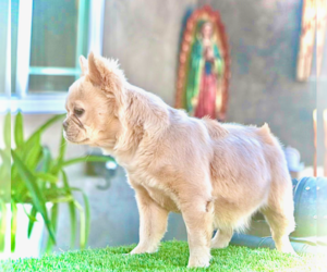 French Bulldog Puppy for sale in ATLANTA, GA, USA