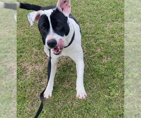Medium Photo #8 American Bulldog-Dalmatian Mix Puppy For Sale in Monticello, MS, USA