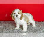 Small Photo #25 Cocker Spaniel Puppy For Sale in NAPPANEE, IN, USA