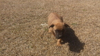 Puppy 1 Boerboel