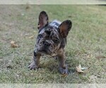 Puppy Puppy 1 French Bulldog
