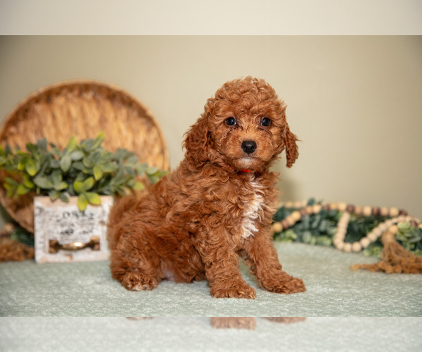 Medium Photo #3 Goldendoodle (Miniature) Puppy For Sale in DUNDEE, OH, USA