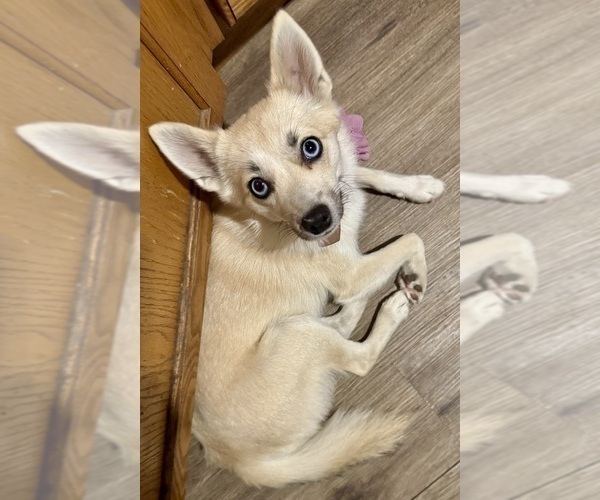 Medium Photo #136 Pomsky Puppy For Sale in LOVELAND, CO, USA