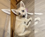 Small Photo #136 Pomsky Puppy For Sale in LOVELAND, CO, USA
