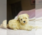 Small Photo #3 Poodle (Toy) Puppy For Sale in SAN BERNARDINO, CA, USA