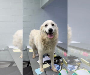 Great Pyrenees Dogs for adoption in Croydon, NH, USA