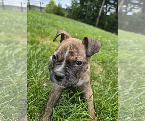 Medium Photo #6 Boxer-Unknown Mix Puppy For Sale in Hillsboro, MO, USA