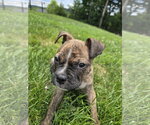 Small #5 Boxer Mix