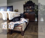 Small Photo #12 Boxer-Unknown Mix Puppy For Sale in Sanford, FL, USA