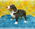 Small Photo #84 Bernedoodle Puppy For Sale in COLORADO SPRINGS, CO, USA