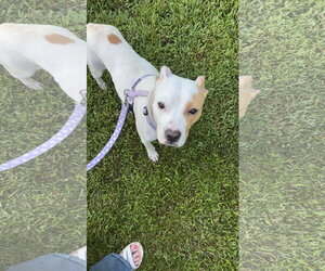 American Pit Bull Terrier-Unknown Mix Dogs for adoption in Holly Springs, NC, USA