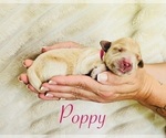 Small #2 Golden Retriever