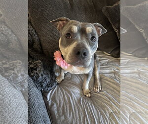 Bulldog-Unknown Mix Dogs for adoption in Clarkston, MI, USA
