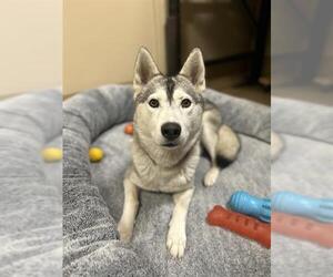 Siberian Husky Dogs for adoption in Chula Vista, CA, USA