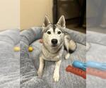 Small Siberian Husky