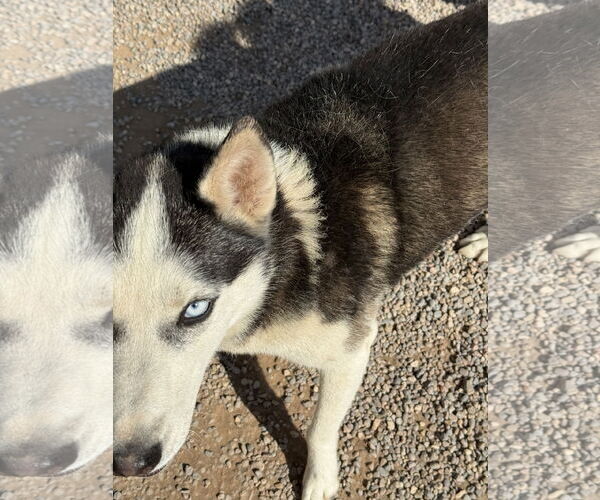 Medium Photo #8 Siberian Husky Puppy For Sale in Cedar Crest, NM, USA