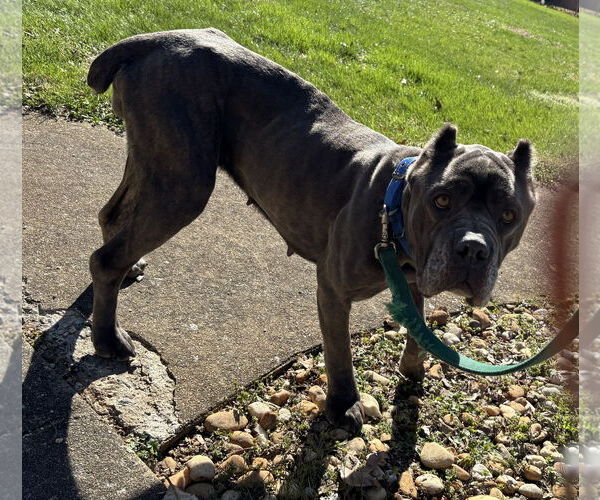 Medium Photo #2 Mutt Puppy For Sale in Rustburg, VA, USA