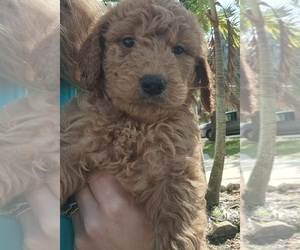 Goldendoodle Puppy for sale in TAMPA, FL, USA