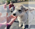 Small Photo #6 Siberian Husky-Timber Wolf Mix Puppy For Sale in FRESNO, CA, USA